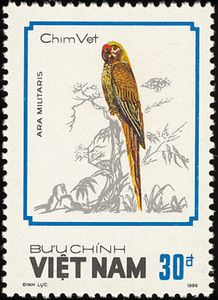 Military Macaw (Ara militaris)